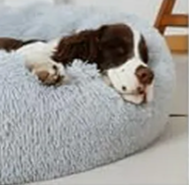 Cocker spaniel relajado en cama anti ansiedad Glamy Mascotas