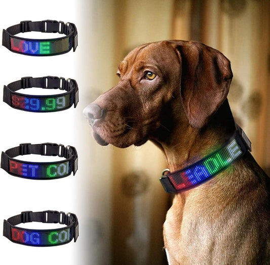 Mascota con collar LED mostrando su nombre mientras camina al atardecer