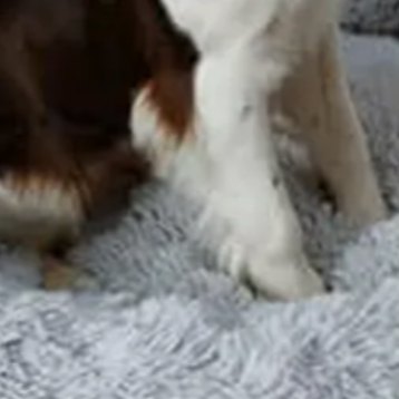 Mascota grande durmiendo plácidamente en cama acolchada redonda