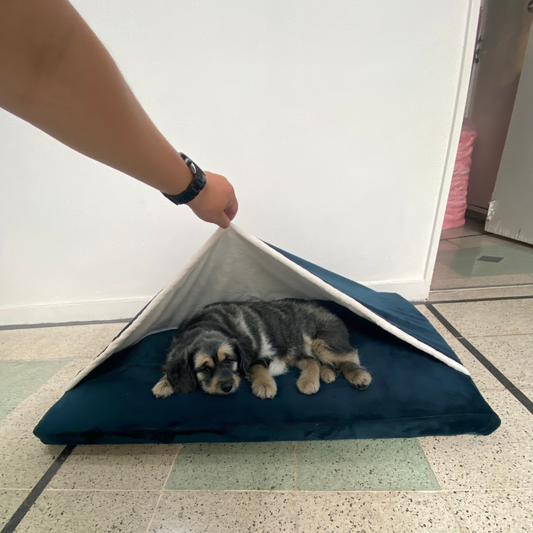 Perro mediano descansando plácidamente en cama rectangular azul con cobija marfil