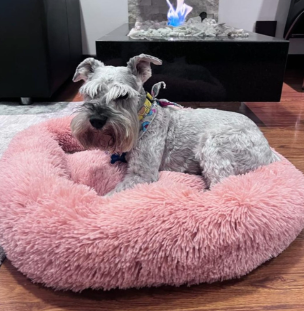 Perrito feliz usando cama de peluche antideslizante Glamy Mascotas