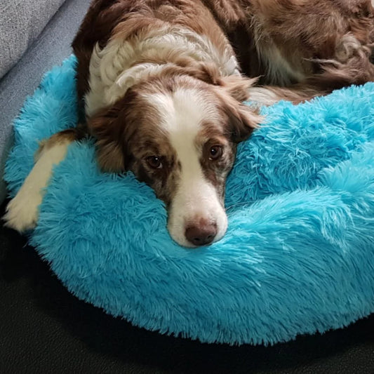 Perro grande estirado cómodamente en cama redonda para mascotas