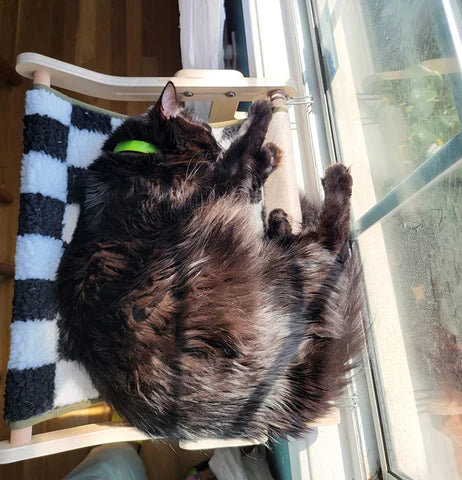 Gato descansando sobre la Flexicama elevada junto a una ventana