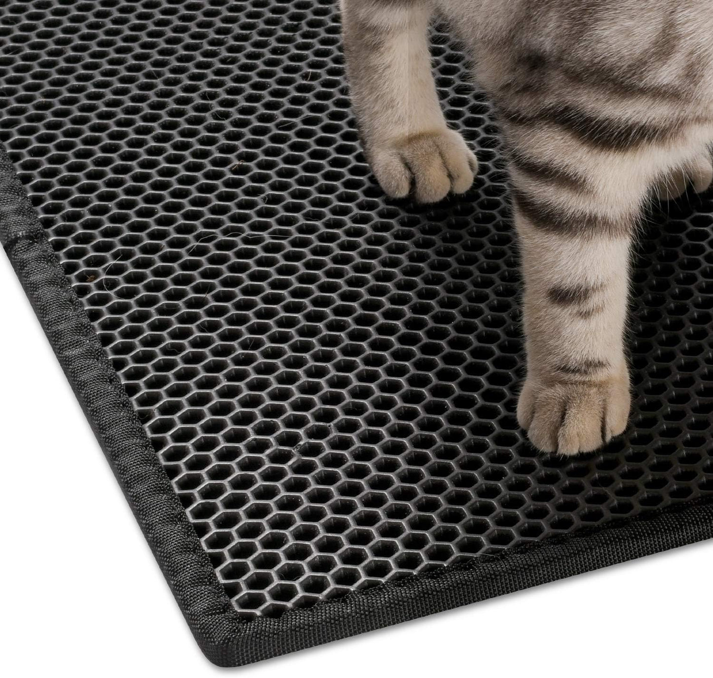 ato con patas limpias sobre tapete para bandeja sanitaria