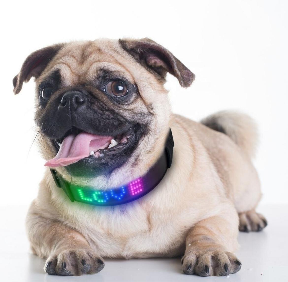 Perro pequeño usando collar LED encendido durante paseo nocturno en la calle