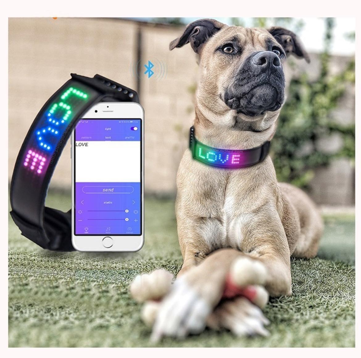 Collar LED para perros y gatos encendido con pantalla personalizada sobre fondo blanco
