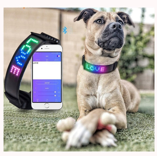 Collar LED para perros y gatos encendido con pantalla personalizada sobre fondo blanco