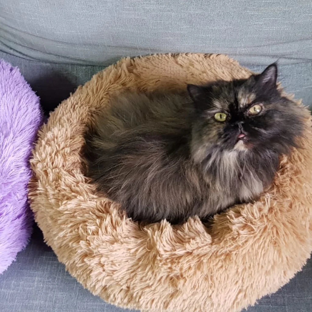 Gato adulto durmiendo plácidamente en cama peluda tipo dona