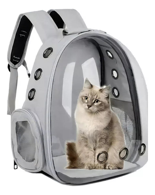 gato dentro de mochila transportadora con ventana transparente