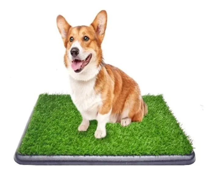 perro pequeño usando tapete sanitario de césped sintético
